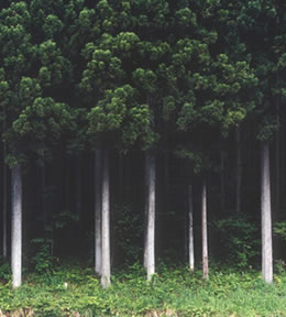 日本国内の杉林は、健全に保つためにも利用する必要性に迫られています